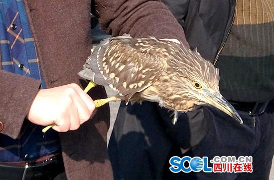 夜鷺夜闖民宅 夜鷺也叫夜鷹屬二級(jí)保護(hù)動(dòng)物