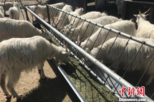 羊肉價(jià)格坐上火箭:北京羊肉漲價(jià),12月漲到38元一斤了,北京羊肉還算便宜的,溫州鄉(xiāng)下一些菜市場(chǎng)賣(mài)的本地羊肉,去年就賣(mài)到60多元一斤了,到農(nóng)村養(yǎng)殖戶買(mǎi)黑山羊價(jià)格更貴,要75元一斤,過(guò)年還會(huì)漲價(jià)。</