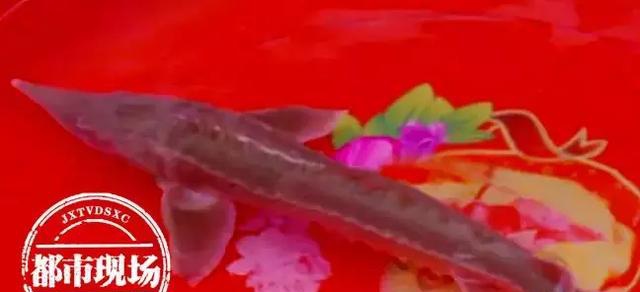 極其罕見!江西男子在贛江抓到“怪魚”,是國家一級保護動物