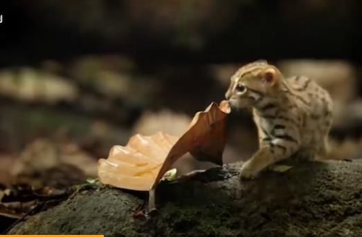 世界上最小的貓咪照片