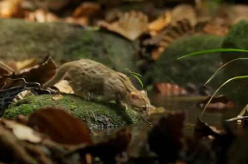 銹斑豹貓有多大一看就知道了