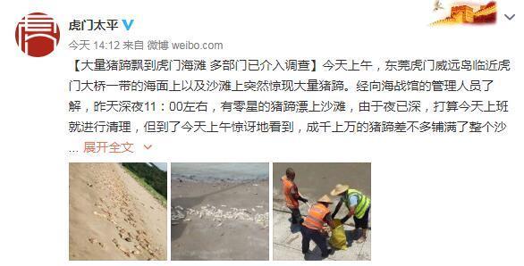 東莞海灘出現(xiàn)大量豬蹄