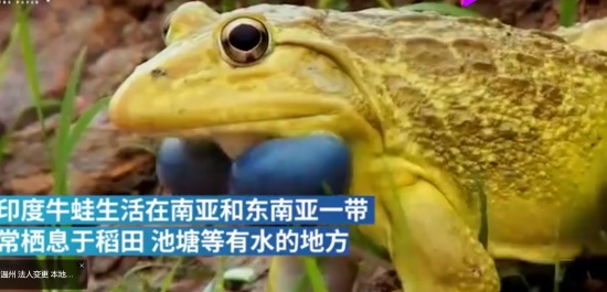 印度水塘出現(xiàn)金色青蛙