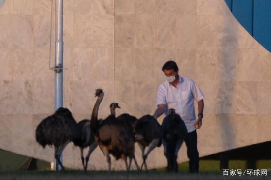 巴西總統(tǒng)隔離期被鴕鳥咬傷