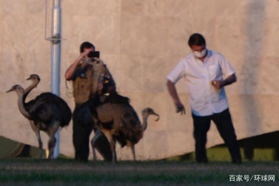 巴西總統(tǒng)隔離期被鴕鳥咬傷