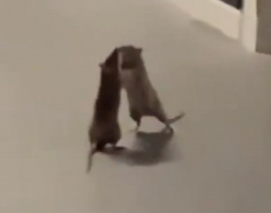 兩只老鼠站立互毆一旁貓咪被嚇傻
