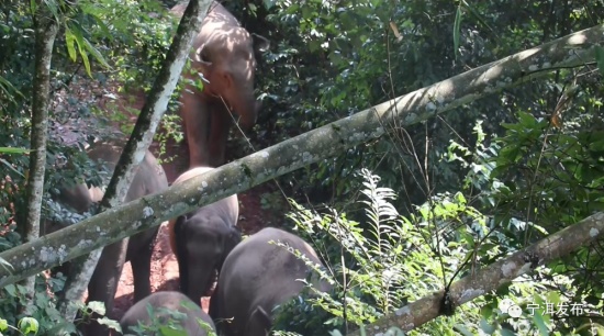 云南寧洱出現(xiàn)24頭野生亞洲象