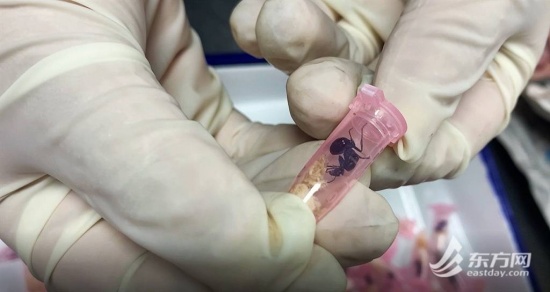 上海海關(guān)查獲406只活體螞蟻