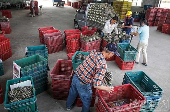 臺灣菠蘿降價競爭出口日本