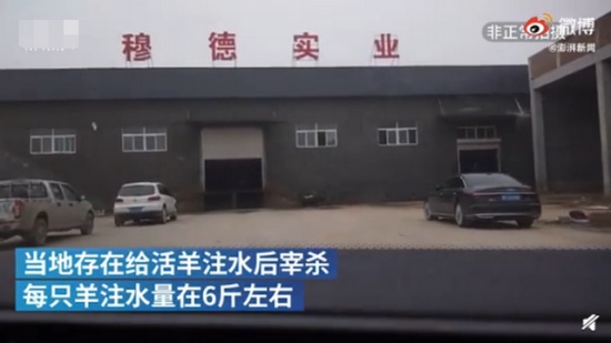 屠宰場(chǎng)給活羊灌水后宰殺