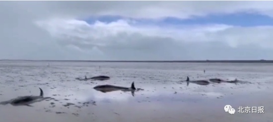 12頭疑似鯨豚擱淺浙江海域