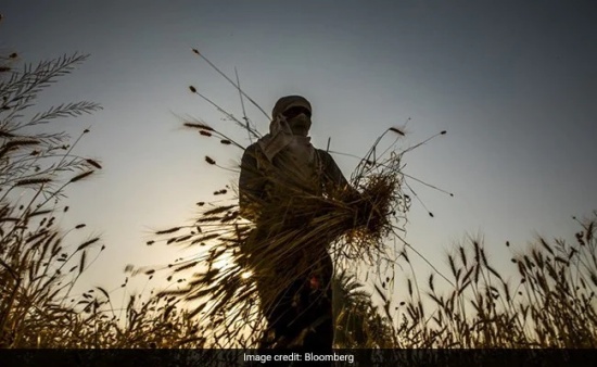 世界糧食價格在6月份出現一年來首次下跌:糧食及農業組織的食品價格指數上個月平均為124.6點