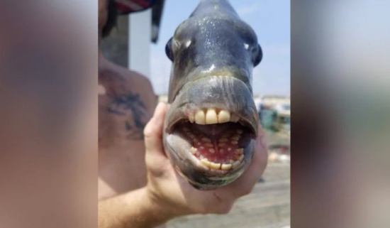 羊頭魚長滿人類牙齒的魚