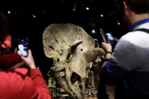 世界上最大的三角龍化石“大約翰”以665萬(wàn)歐元天價(jià)