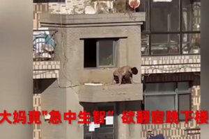 大連一小區被封大媽欲翻窗跳樓出門