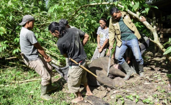 蘇門答臘小象在偷獵者陷阱中圈住樹干后死亡
