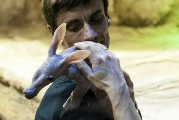 科學(xué)家研究動(dòng)物基因組計(jì)劃幫助治療人類疾病