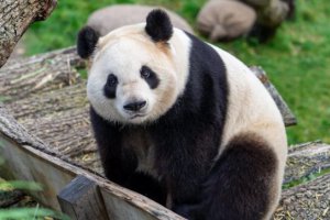 華盛頓國家動物園三
