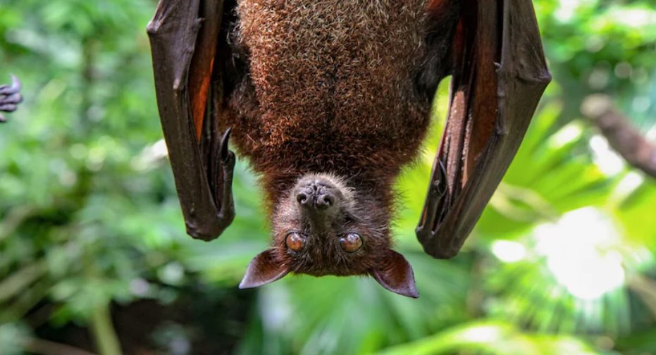中國發現20種新型蝙蝠病毒,其中兩種與致命的尼帕病毒和亨德拉病毒密切相關。