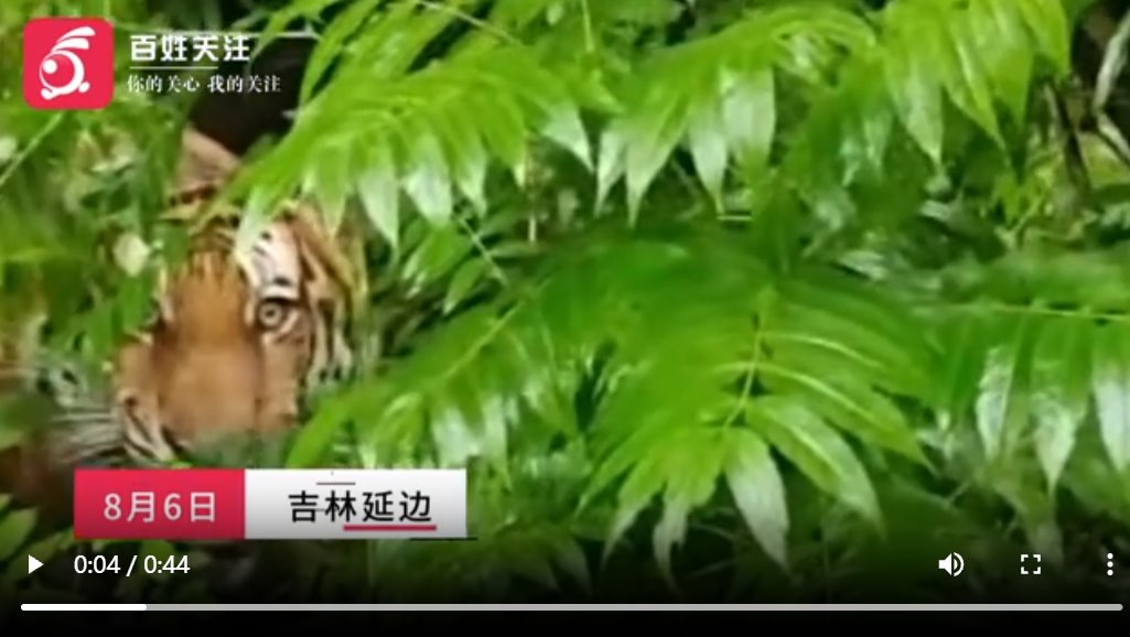 村民路邊偶遇東北虎腦袋如臉盆大