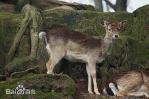虎跳峽出現不明生物