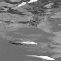 上海蘇州河飄浮數百條死鯰魚 環保局著手清理